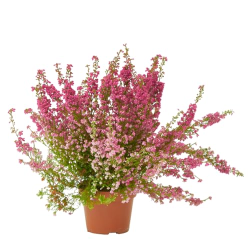 Verdecora Erica en maceta de Ø13cm 