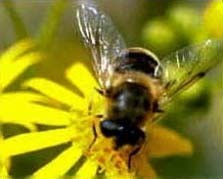 Millones de abejas desaparecen en EEUU