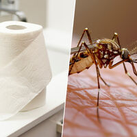 Adiós a los mosquitos: descubre el truco de papel higiénico que funciona