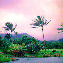 Maui gral