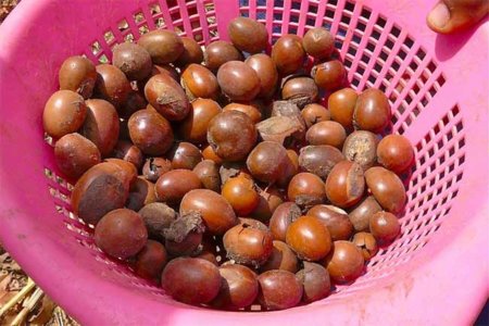 Aceite de karité, una buena forma de hidratar la piel