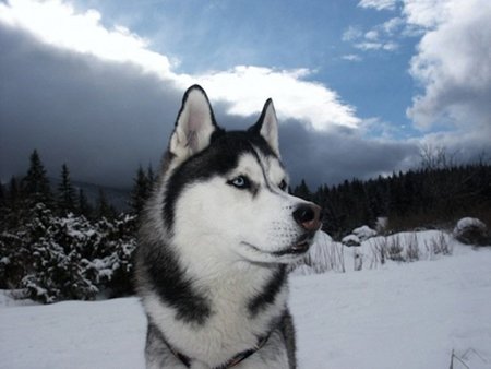 La primera persona que murió por intoxicación de vitamina A lo hizo por comerse un perro