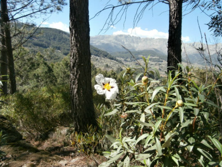 Arenass5