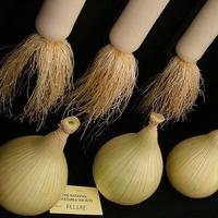 Verduras en la alimentación infantil: cebolla y puerro