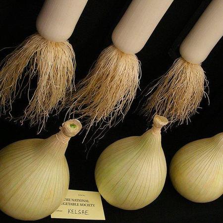 Verduras en la alimentación infantil: cebolla y puerro