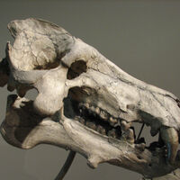 La ciencia revela que un cerdo prehistórico del tamaño de un humano podía triturar huesos con la misma potencia que un león actual  