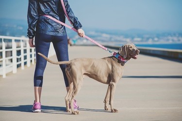 Tu perro se pondrá en forma a tu lado e irá a la moda