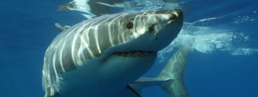 La gran ventaja del tiburón blanco no está en sus dientes, está en un cuerpo más caliente que el mar. Con el agua a más de 17 grados, se ha vuelto un problema