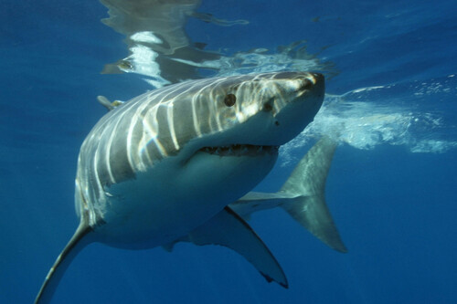 La gran ventaja del tiburón blanco no está en sus dientes, está en un cuerpo más caliente que el mar. Con el agua a más de 17 grados, se ha vuelto un problema