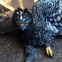 Una de las aves rapaces más difíciles de encontrar en México reapareció donde nunca antes había sido registrada 