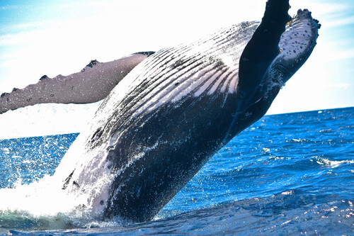 Ballena Jorobada 01