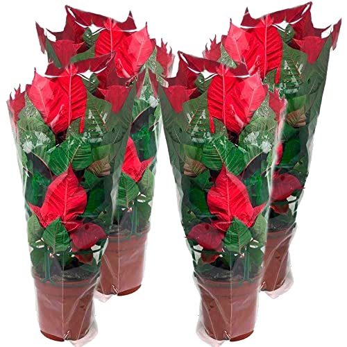 DECOALIVE Pack de Cuatro Flores de Pascua para Exterior e Interior (8436601575791)