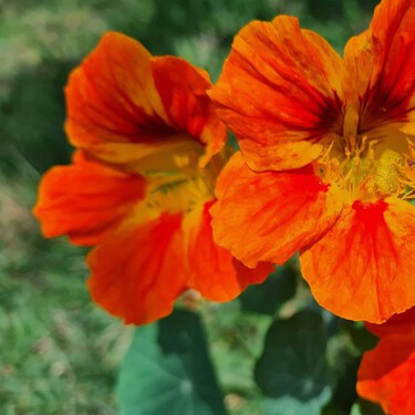 Capuchina, la planta ideal para tener en primavera: llena de color tu casa y es fácil de cuidar