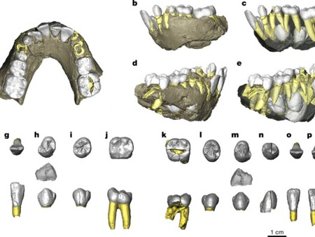 Australopithecus Deyiremeda 4
