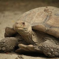 Mientras todos plantaban árboles para recuperar el Sahara, 500 tortugas terminaron dando mejores resultados