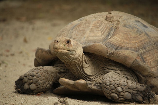 Tortuga Terrestre