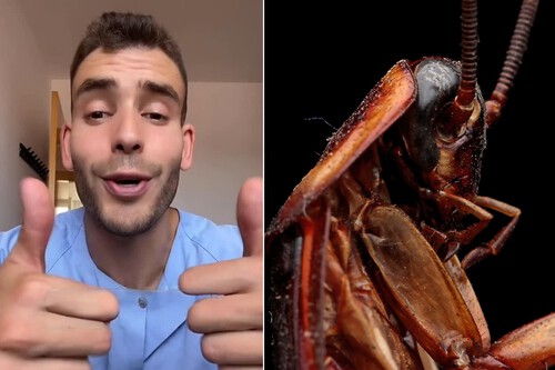 No hay que escachar las cucarachas