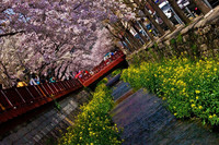 Calendario 2012 para contemplar los cerezos en flor en Corea