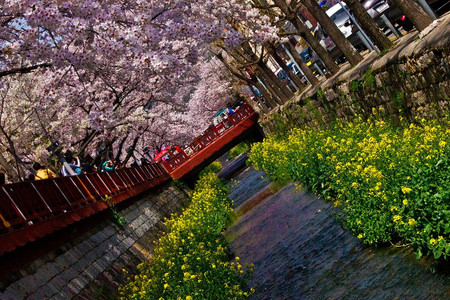Calendario 2012 para contemplar los cerezos en flor en Corea