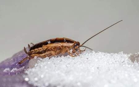 Ivan Alias El Bicho Raro Experto En Plagas El Mejor Insecticida Contra Las Cucarachas No Sirve De Nada Si Antes No Haces Esto