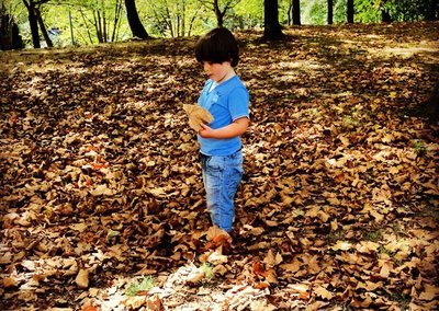 Actividades fin de semana: recogiendo hojas de árboles con los niños