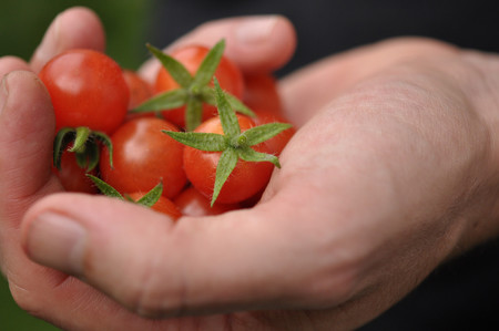 El interesante origen de los jitomates cherry