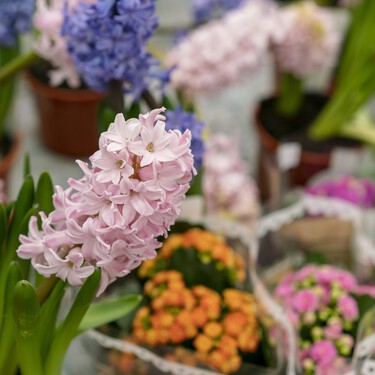 Aldi pone a la venta hoy tres plantas con flor ideales para llenar la terraza de color: cuestan menos de dos euros 
