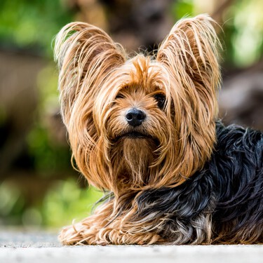 El yorkshire terrier, una raza de perro que no merece que ignoremos su genética de cazador 