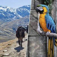 Unos investigadores han encontrado plumas de loro selvático en los Andes del Perú: son la prueba de una civilización sofisticada