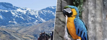 Unos investigadores han encontrado plumas de loro selvático en los Andes del Perú: son la prueba de una civilización sofisticada
