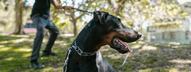 La Ley de Bienestar Animal prohíbe y multa estos collares que hacen daño a los perros (excepto si son perros de caza) 
