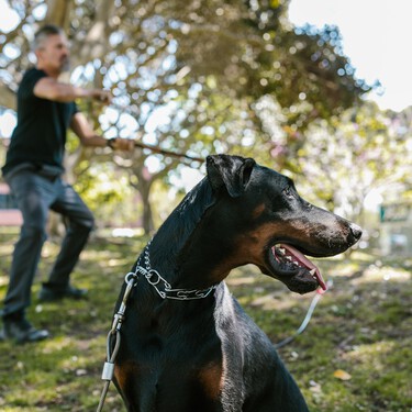 La Ley de Bienestar Animal prohíbe y multa estos collares que hacen daño a los perros (excepto si son perros de caza) 