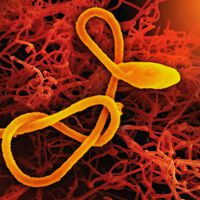 La epidemia de ébola más rápida de la historia avanza a ciegas para la ciencia