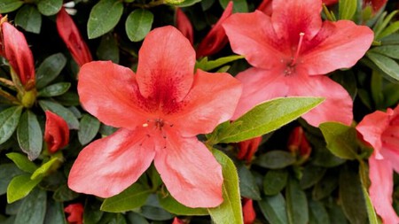 Azalea (Rhododendron simsii)
