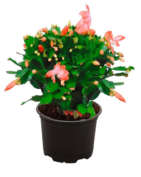 Cactus de Navidad