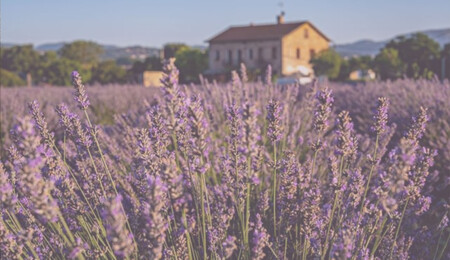 Campos Lavanda Sin Turistas Desconocidos