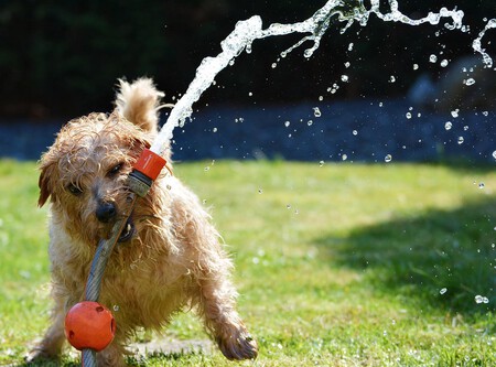 Verano Con Perro Cuidados Basicos Vida Diaria