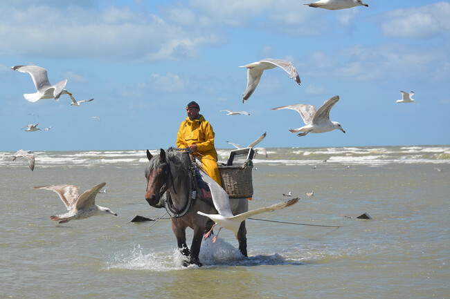 Caballo