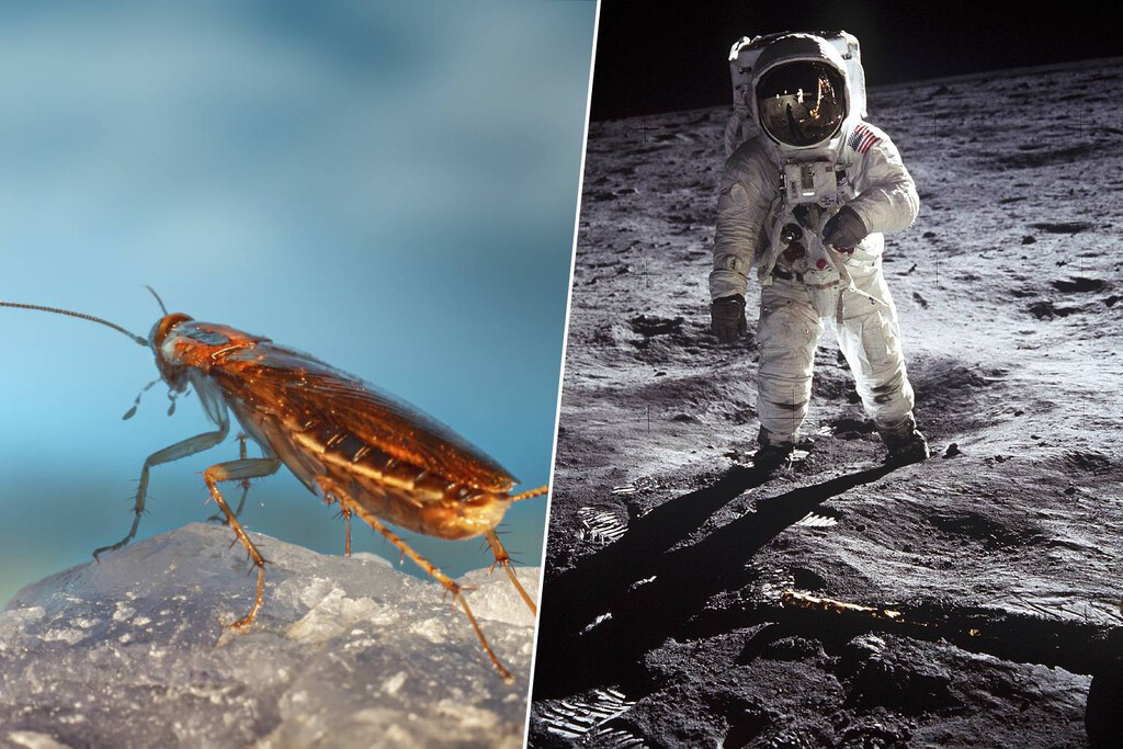 Cucarachas, guppys y sexo espacial frustrado: la cara B de las muestras geológicas del programa Apolo