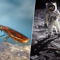 Cucarachas, guppys y sexo espacial frustrado: la cara B de las muestras geológicas del programa Apolo 