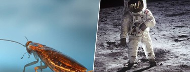 Cucarachas, guppys y sexo espacial frustrado: la cara B de las muestras geológicas del programa Apolo 