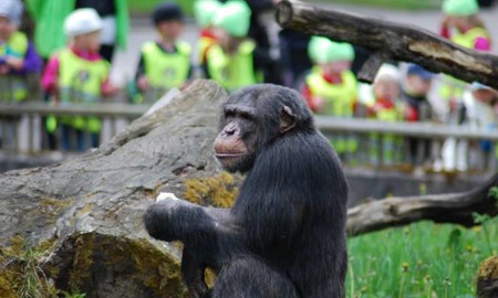 Los chimpancés saben imitar mejor de lo que pensábamos