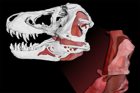 Ésta es la fuerza que ejercían las fauces del Tiranosaurio rex