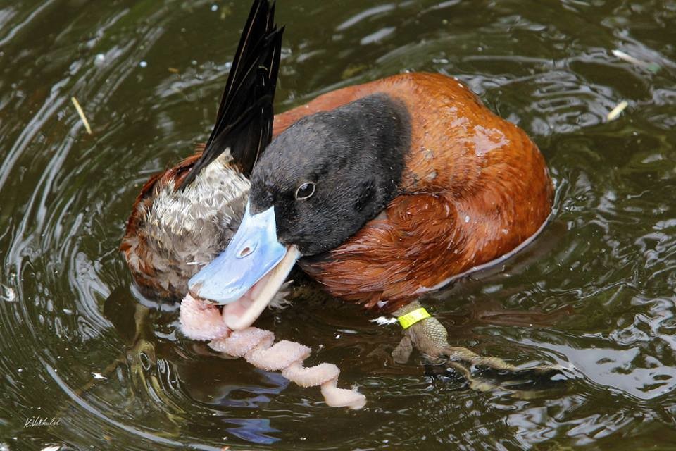 ¿Cuál es el animal con el