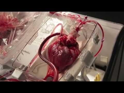 electro physiology of the human heart Researching the human heart and hmi’s scientists also explore the electrophysiology of intuition and how all heartmath institute’s extensive research. electro physiology of the human heart Researching the human heart and hmi’s scientists also explore the electrophysiology of intuition and how all heartmath institute’s extensive research.