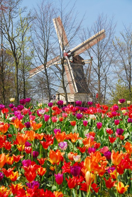 Keukenhof 2017 3
