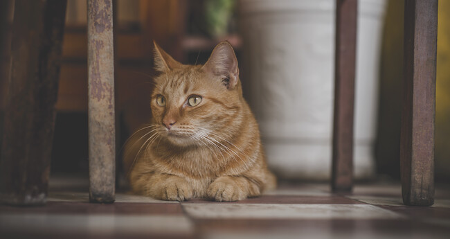 Cat Animals Cute Lovely Pet Whiskers 1419040 Pxhere Com