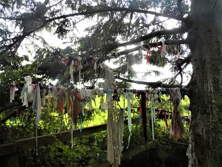 Clottie Wells: ¿por qué hay ropa colgada en algunos bosques?