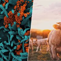 No sabíamos cuándo se habían desatado las grandes epidemias: ahora la ciencia 'culpa' al origen de la ganadería 