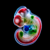 Pesquisadores de Viena decifram o segundo código da vida: a descoberta biológica que revela como o DNA ativa nossos genes 